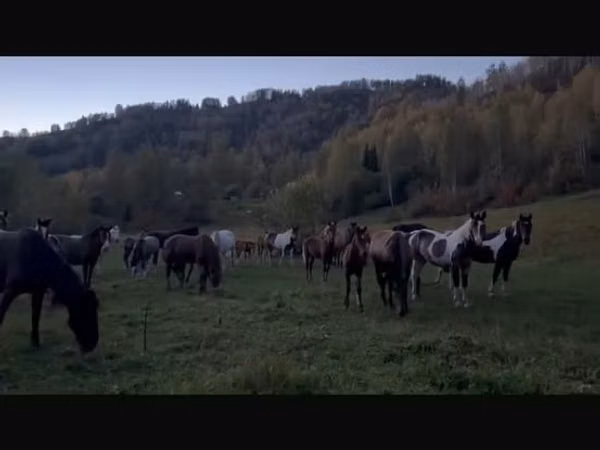 Stute, New Altai Horse