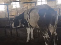 Bull, Simmental cattle — photo 1