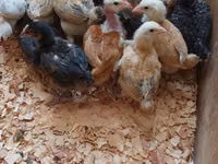 Chickens — Foto 4