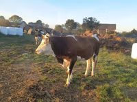 Vaca, Simmental cattle — foto 2