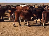 घोड़ी, Horse breed — फ़ोटो 1