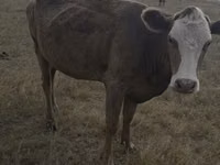 Kuh, Rote hornlose Kuh — Foto 7