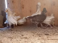 Chickens — Foto 3