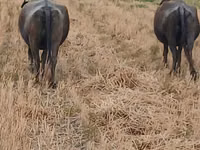 Cow, African Buffalo — photo 4