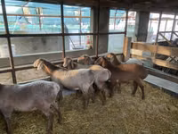 भेड़, Tian-Shan semifinewool sheep — फ़ोटो 2