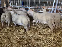 نعجة, Charollais sheep — الصورة 1