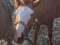Horse (M), Tiger horse — photo 5