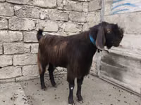 公山羊, Damask goat — 照片 4