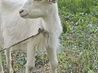 बकरी, Orenburg goat — फ़ोटो 2
