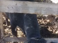 Bull, Cattle — photo 2