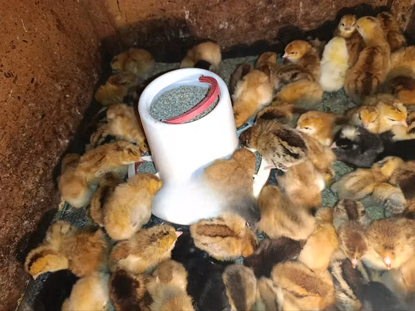 Chickens