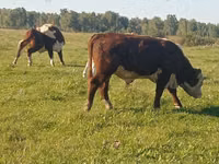 Bull, Galloway cow — photo 2