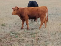 Cow, Ukrainian grey cattle — photo 1