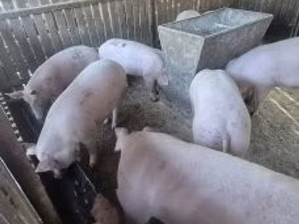 Sow, Pigs