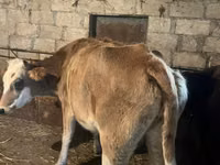 Cow, Cattle — photo 1