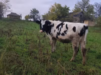 गाय, Russian Black pied cattle — फ़ोटो 2