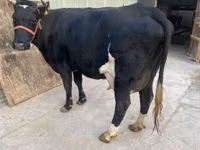 Cow, Holstein breed — photo 3