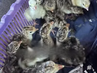 Turkeys — الصورة 2