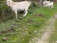 عنزة, Saanen goat — الصورة 1