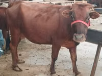 母牛, Cattle — 照片 1