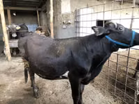 Vaca, Russian Black pied cattle — foto 1