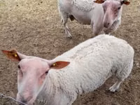 أغنام (دفعة، الجنس غير محدد), Charollais sheep — الصورة 1