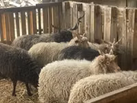 Carnero, Racka sheep — foto 4