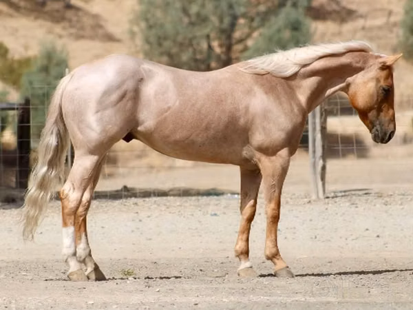 Hengst, Quarter Horse