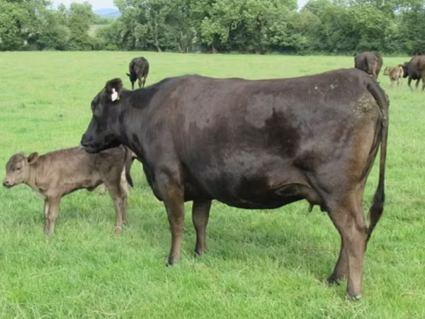 Cow, Wagyu