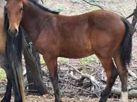 Horses (batch, sex not specified), Karachay horse — photo 3