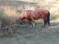 公马, Karabakh horse — 照片 1
