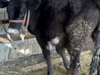 Cow, Aberdeen-Angus — photo 2