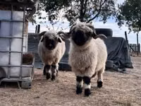 Schaf, Valais Blacknose sheep — Foto 1