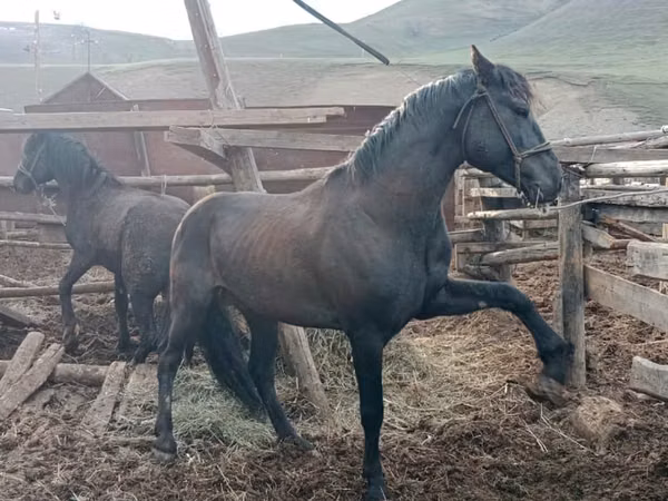 حصان, Altai horse