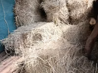 Boma Rhodes Grass Variety Square Bale of Dried Grass Hay — Foto 2