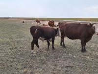 Cow, Simmental cattle — photo 2