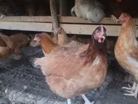 Chickens — photo 2
