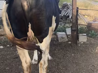 Cow, Russian Black pied cattle — photo 3