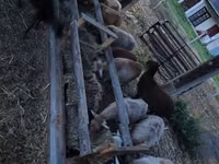 मेढ़ा, Cameroon sheep — फ़ोटो 1