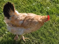 Chickens — photo 2