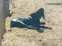 बकरा, Kamori goats — फ़ोटो 3