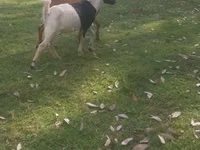 Cabras (lote, sexo no especificado), Cabras — foto 1