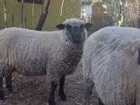 Ram, Shroshire sheep — photo 2