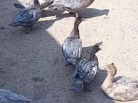 Ducks — photo 3