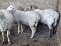 母羊, Merino sheep — 照片 5