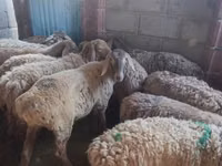 母羊, Arashan sheep — 照片 4