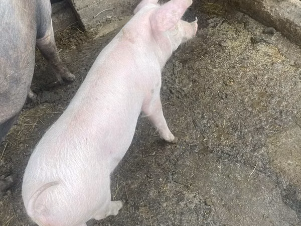 Boar, 