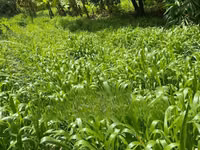 Get Your Bracharia Hay With Added Vitamins From Us NOW! — 照片 2