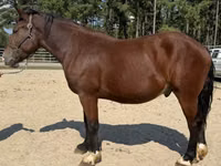 Horse (M), Belgian Draught — photo 2