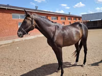 Horse (M), Akhal-Teke — photo 8